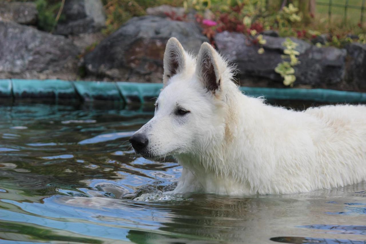 Domaine Des Fees Daire La Gaubretiere Dış mekan fotoğraf