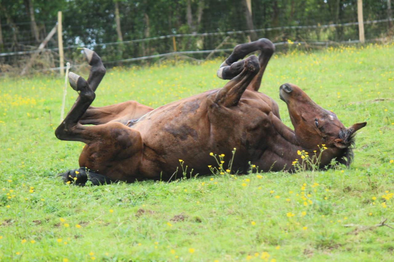 Domaine Des Fees Daire La Gaubretiere Dış mekan fotoğraf